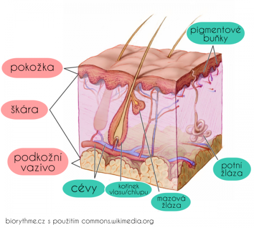 kůže biorythme